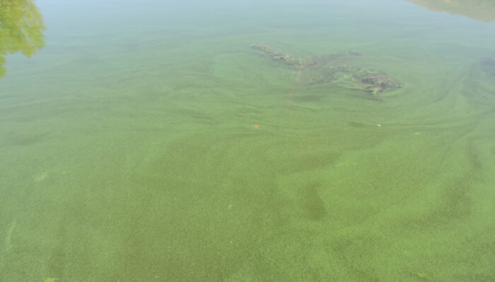 The first case of rights of Nature in Europe: The Mar Menor Lagoon