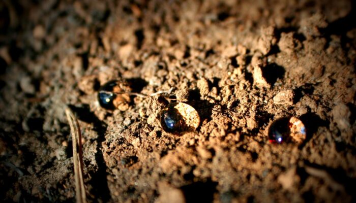 The living skin of our planet: Why a world soil health index is our next great global scorecard