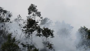 Geosciences Column: Fire in ice – the history of boreal forest fires told by Greenland ice cores.