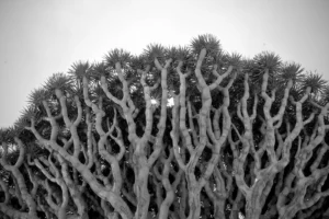 Imaggeo on Mondays: Dragon Blood Tree