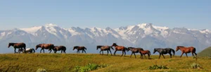 Imaggeo on Mondays: The retreating glaciers of the Svaneti Range, Georgia