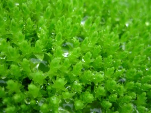 Imaggeo on Mondays: Emerald Moss