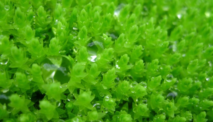 Imaggeo on Mondays: Emerald Moss