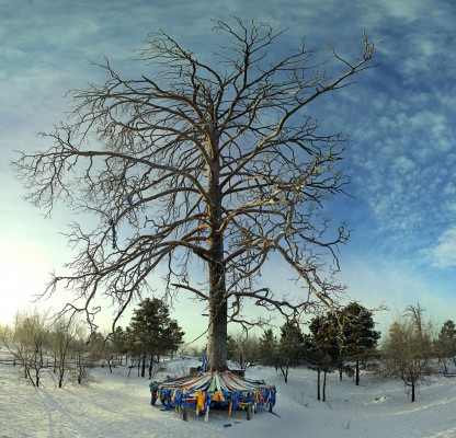 Imaggeo on Mondays: Mother Tree