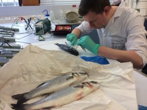 Livers, guts and gills: understanding how organisms become fossils