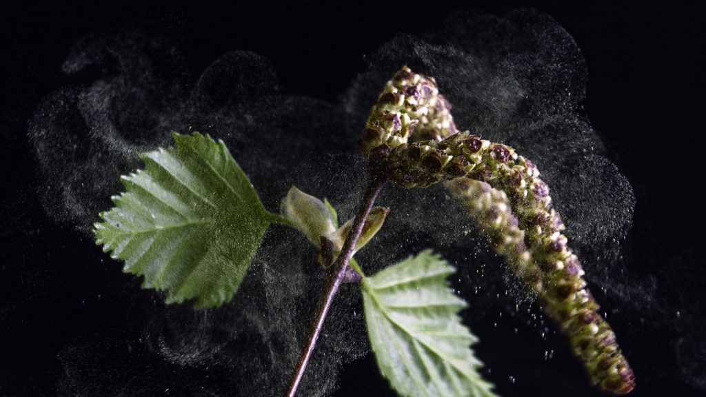 Geosciences Column: Pollen tells a 7300 year old story of Malta’s climate and vegetation