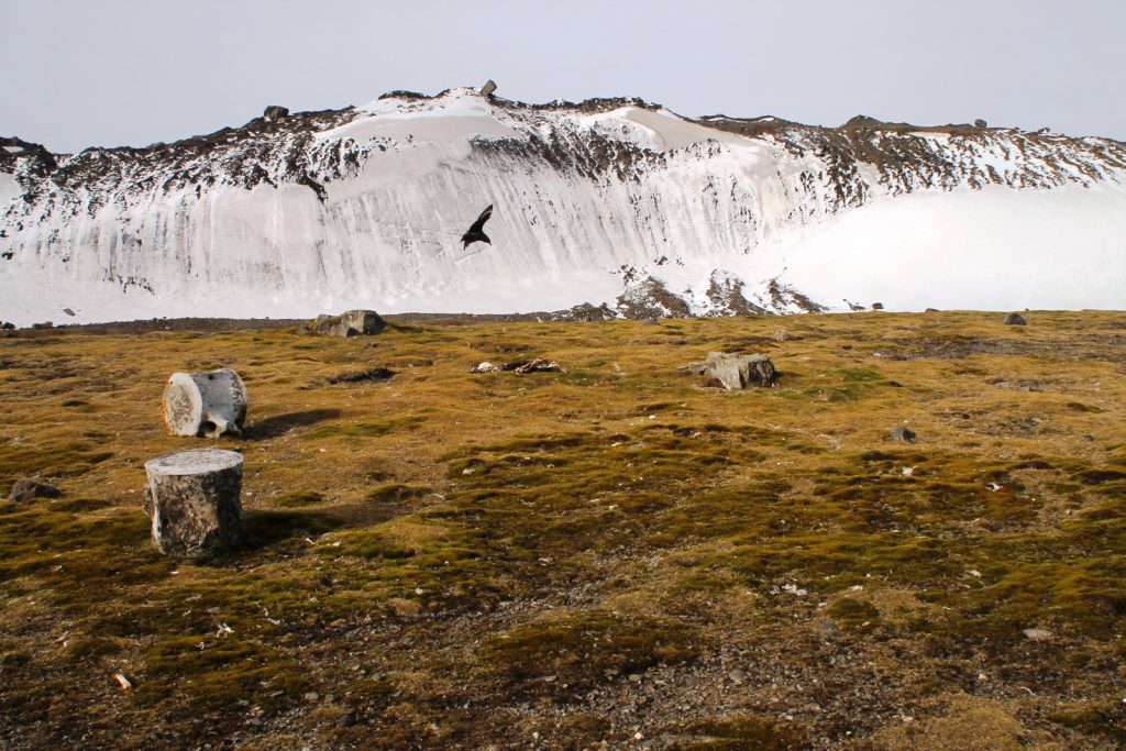 Geosciences Column: A new rock outcrop map and area estimation for the entire Antarctic continent