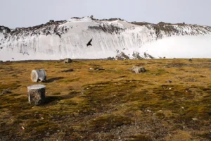 Geosciences Column: A new rock outcrop map and area estimation for the entire Antarctic continent