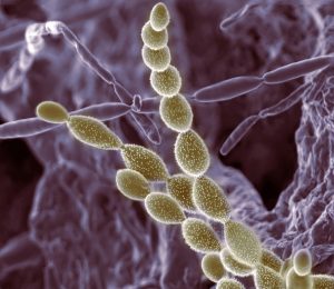Imaggeo on Mondays: The invaluable role of soil dwellers