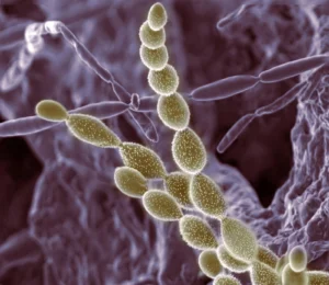 Imaggeo on Mondays: The invaluable role of soil dwellers
