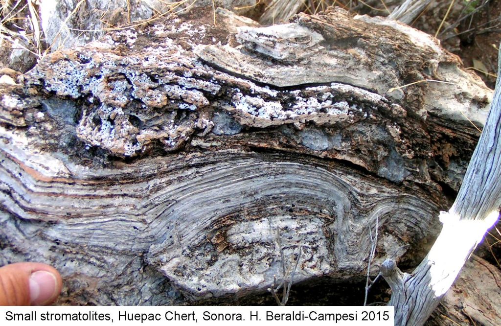 Imaggeo on Mondays: The odd ‘living’ rocks