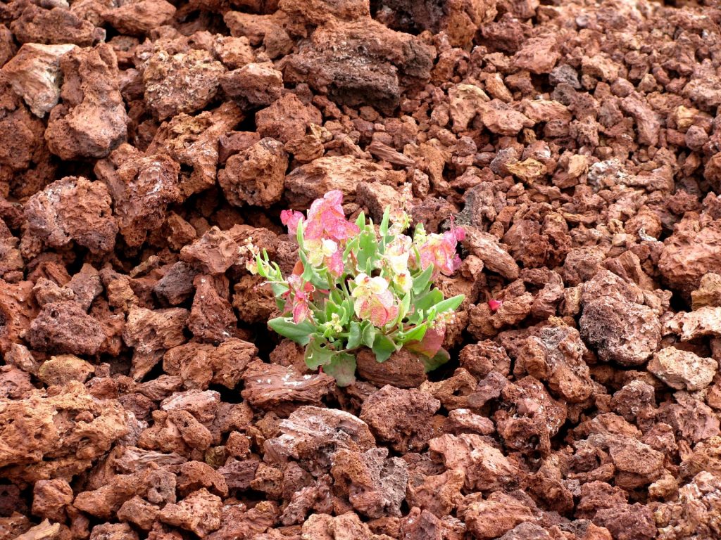 Life on bare lava