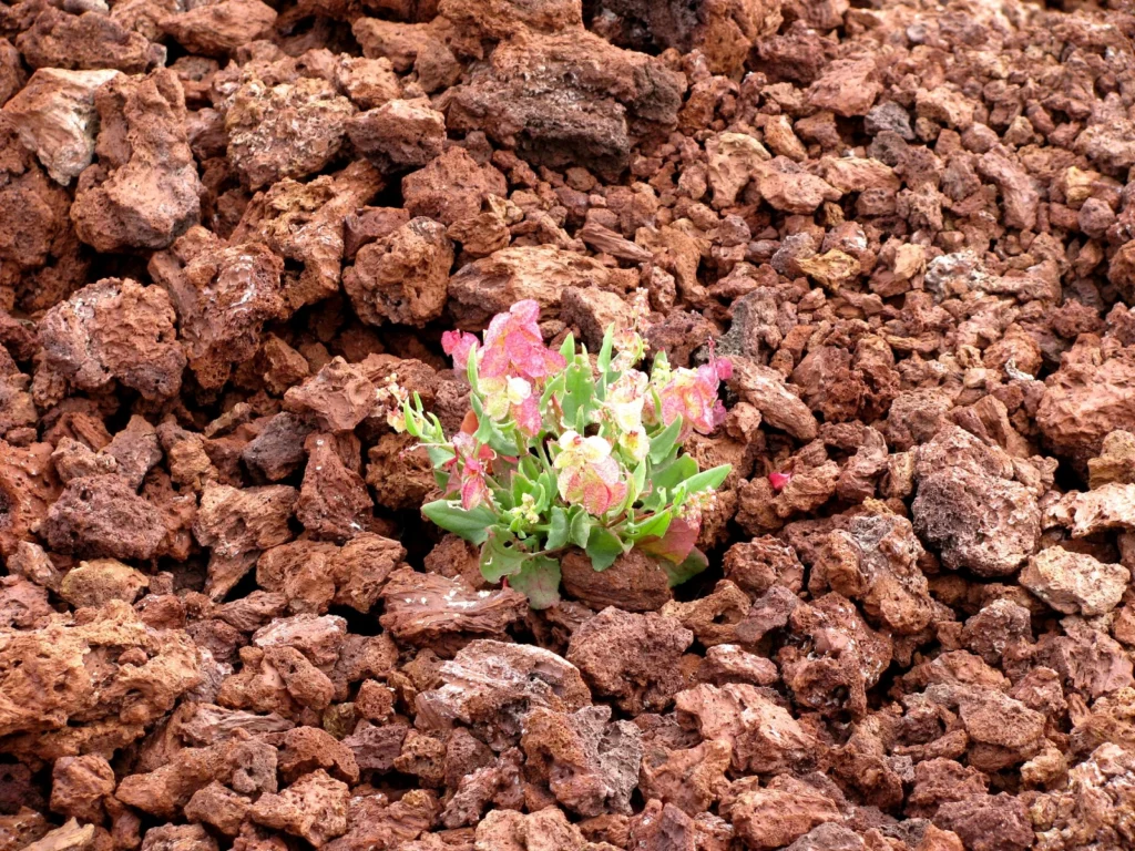 Life on bare lava