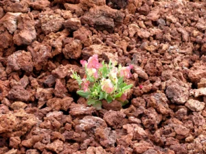 Life on bare lava