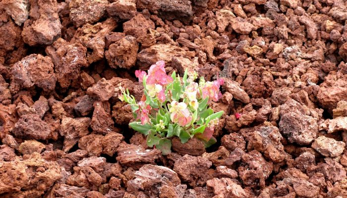 Life on bare lava