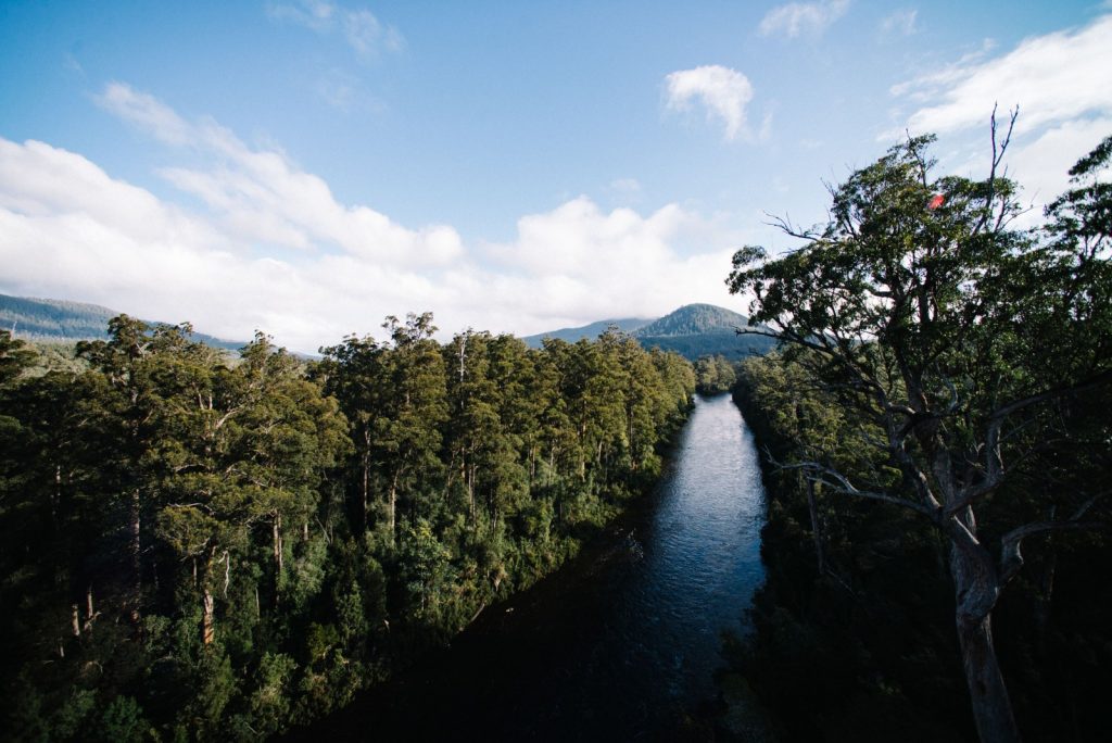 Imaggeo on Mondays: A prehistoric forest