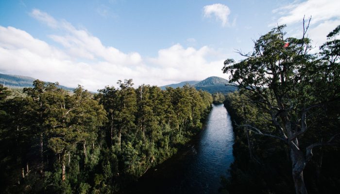 Imaggeo on Mondays: A prehistoric forest