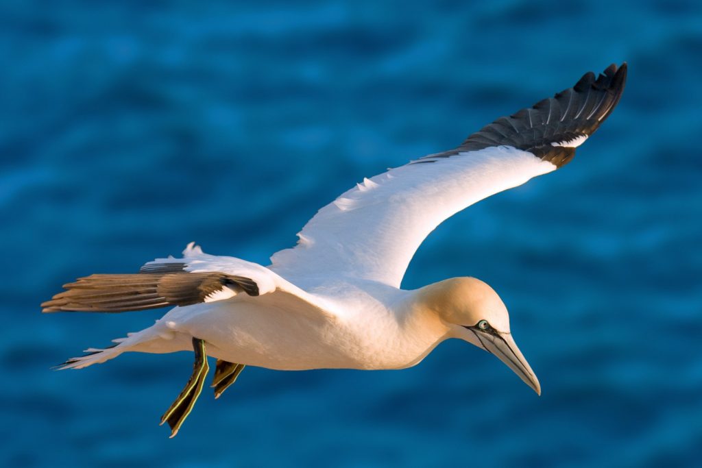 GeoSciences Column: Catch of the day – what seabirds can tell us about the marine environment