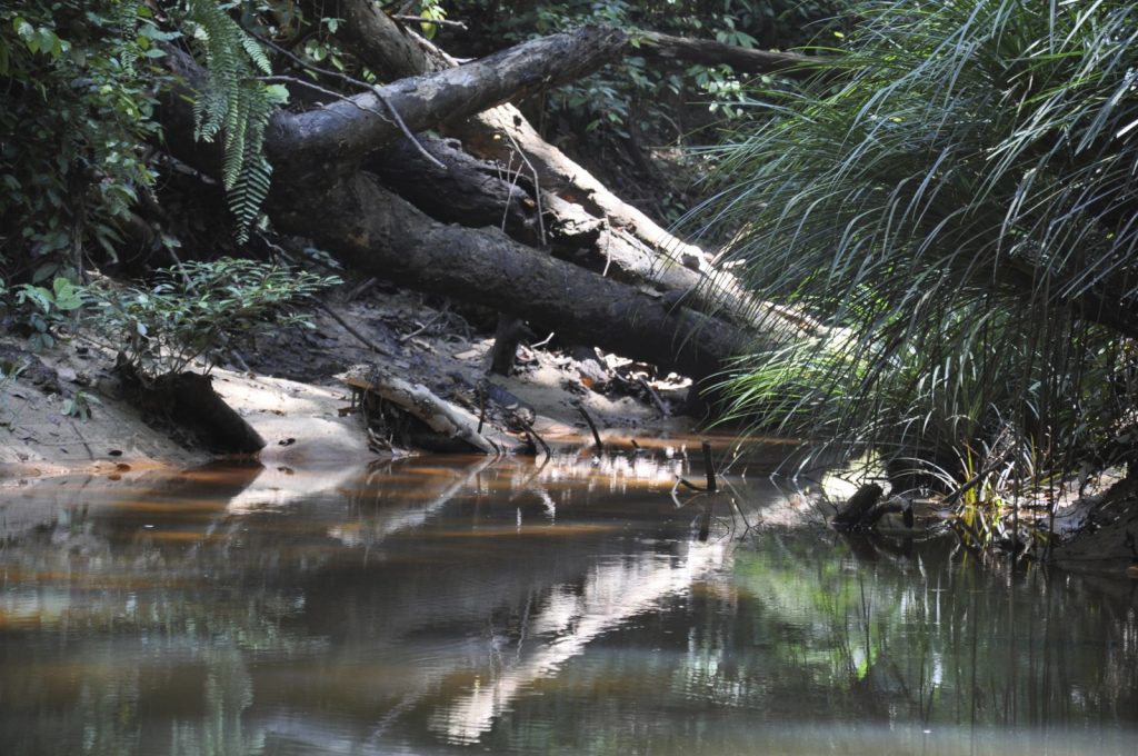 GeoSciences Column: Forests in flux – log-jams in the Amazon