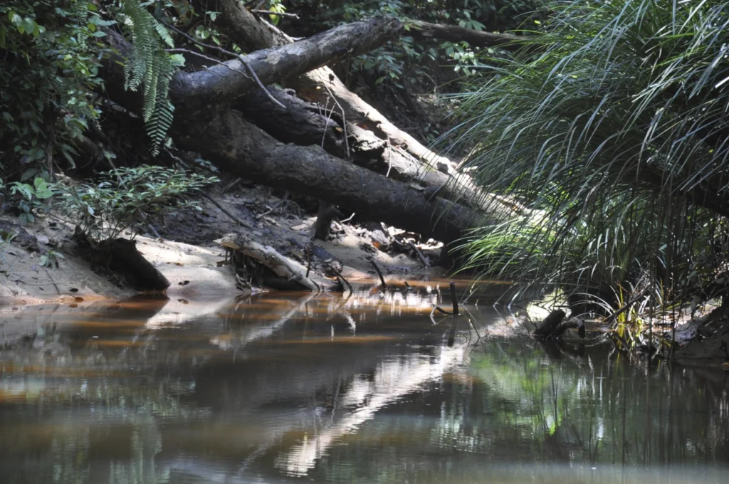 GeoSciences Column: Forests in flux – log-jams in the Amazon