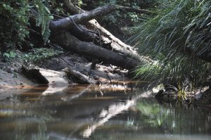 GeoSciences Column: Forests in flux – log-jams in the Amazon