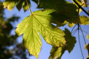 How certain plants survive mass extinction events: study