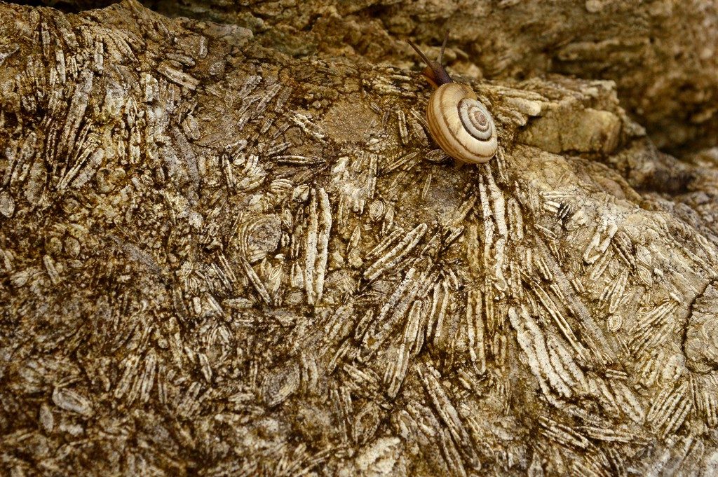 Imaggeo on Mondays: Nummulites, the living lentils
