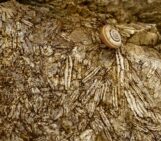 Imaggeo on Mondays: Nummulites, the living lentils