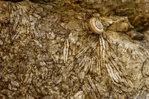 Imaggeo on Mondays: Nummulites, the living lentils