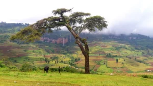 Imaggeo on Mondays: Mount Elgon, a balance between fertility and destruction
