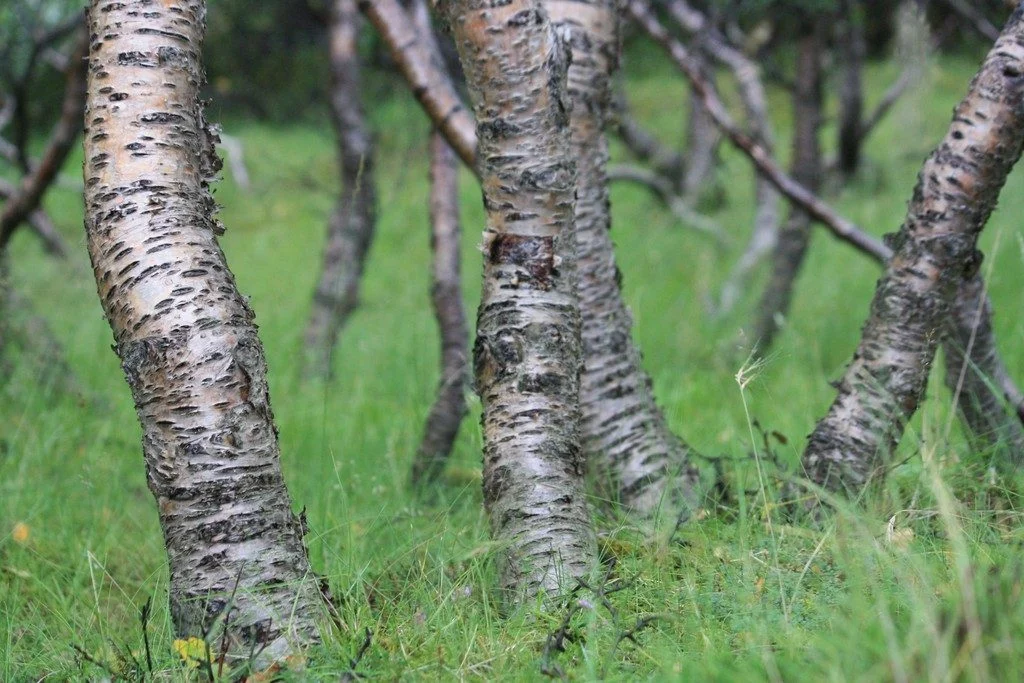 Imaggeo on Mondays: Iceland’s original birch forest