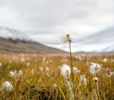 Imaggeo on Mondays: Arctic cottongrass in Svalbard