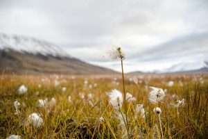 Imaggeo on Mondays: Arctic cottongrass in Svalbard