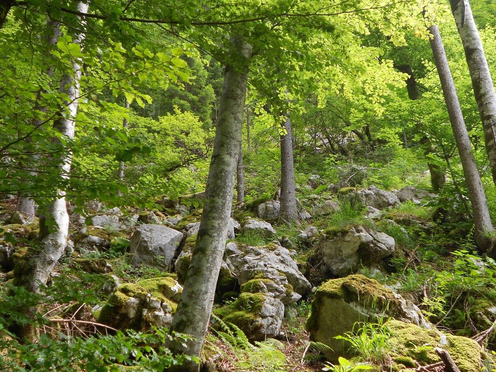 GeoPolicy: How science supported the EU’s new land use and forestry regulation