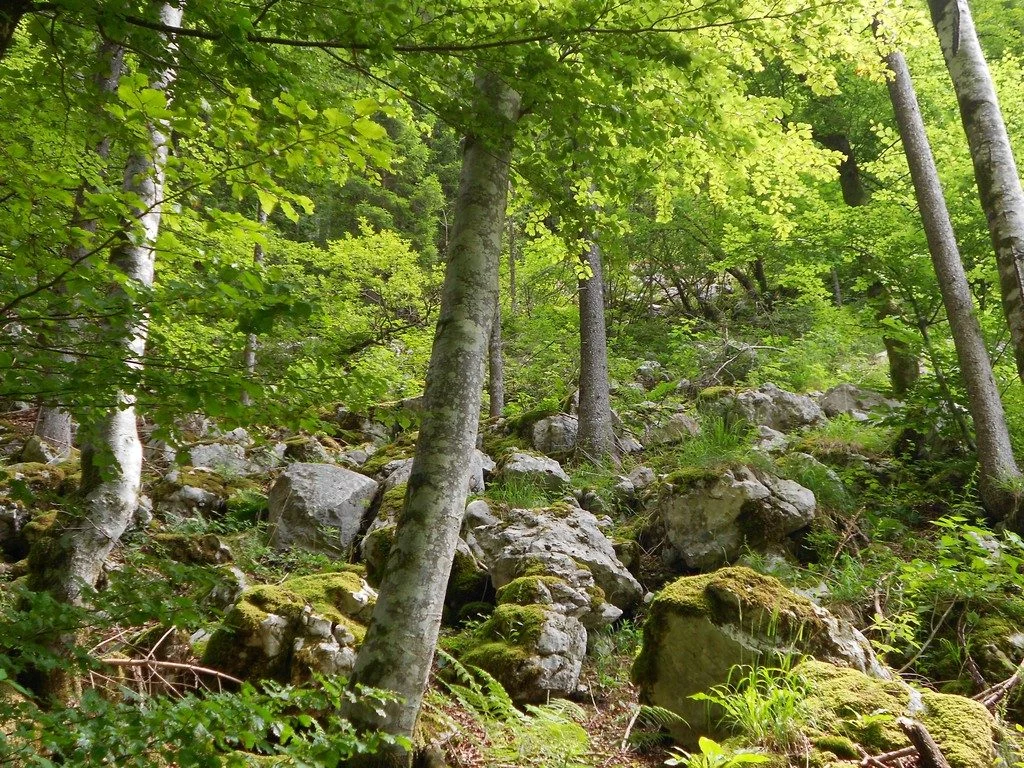 GeoPolicy: How science supported the EU’s new land use and forestry regulation
