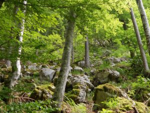 GeoPolicy: How science supported the EU’s new land use and forestry regulation