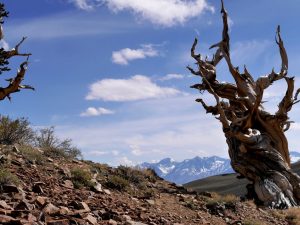 Imaggeo on Mondays: Bristlecone pines, some of Earth’s oldest living life forms