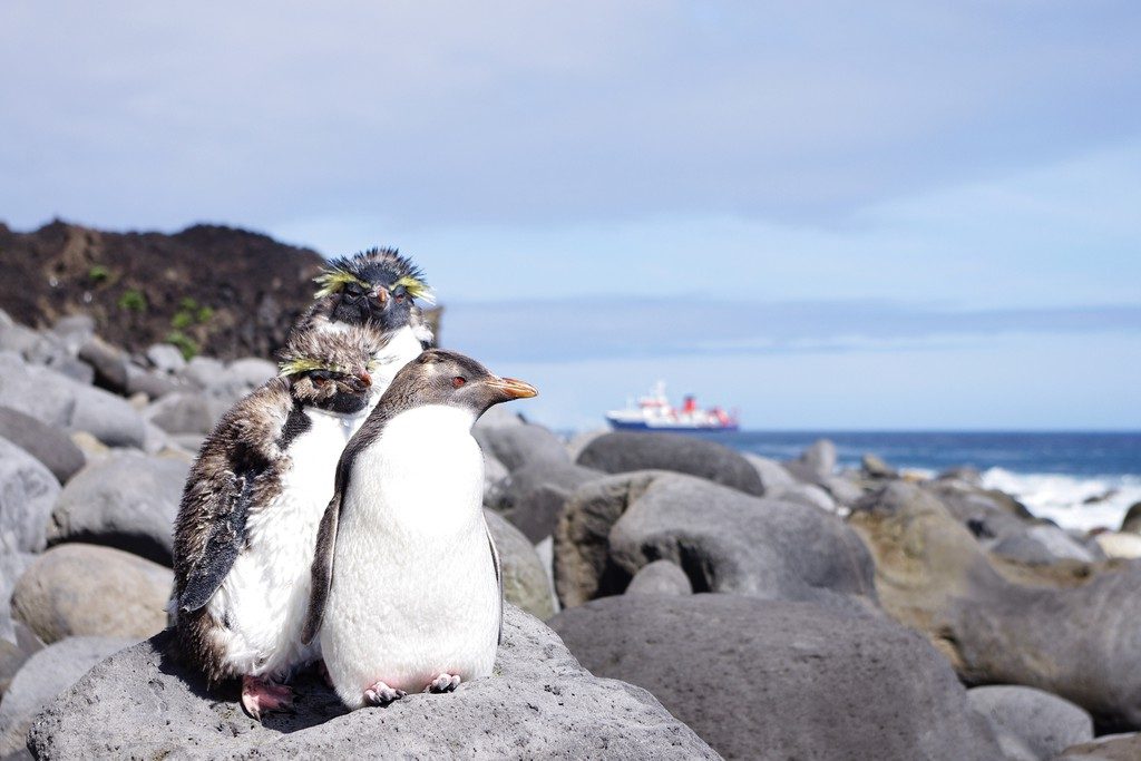 Imaggeo on Mondays: On the way to Tristan’s penguins