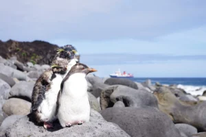 Imaggeo on Mondays: On the way to Tristan’s penguins