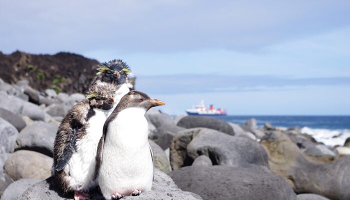 Imaggeo on Mondays: On the way to Tristan’s penguins