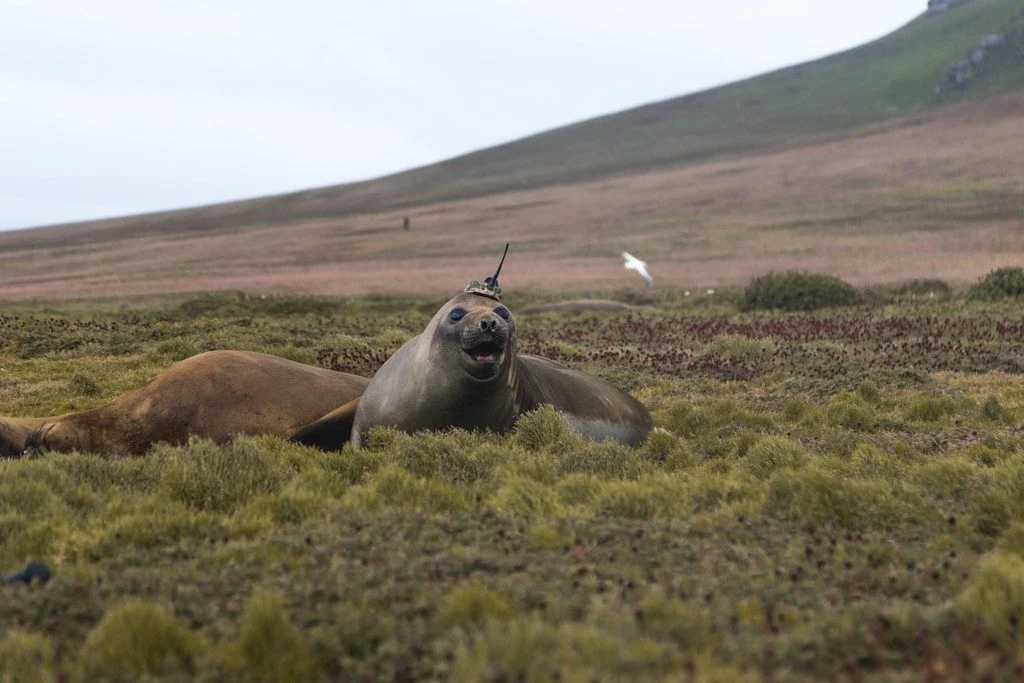 Imaggeo on Mondays: Crowned elephant seals do citizen science