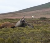 Imaggeo on Mondays: Crowned elephant seals do citizen science