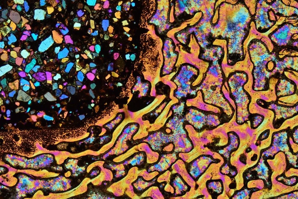 Imaggeo on Mondays: A slice of fossil life