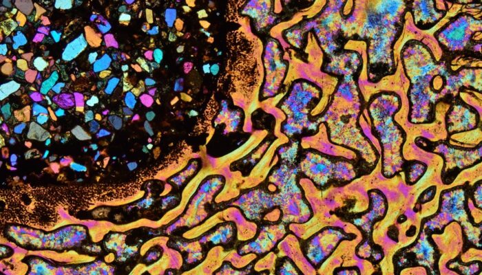 Imaggeo on Mondays: A slice of fossil life