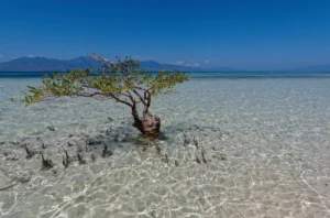Imaggeo on Mondays: Indonesian mangroves and tsunamis