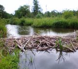Could beavers be responsible for long-debated deposits?
