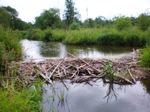 Could beavers be responsible for long-debated deposits?