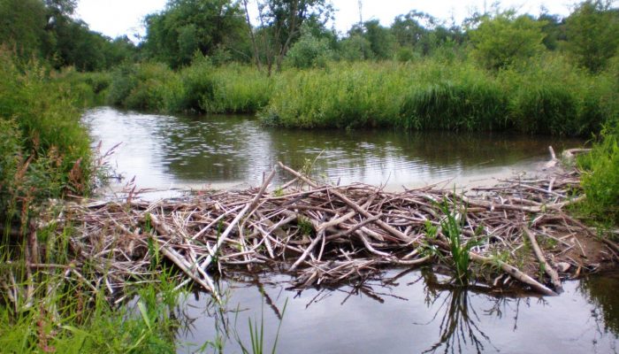 Could beavers be responsible for long-debated deposits?