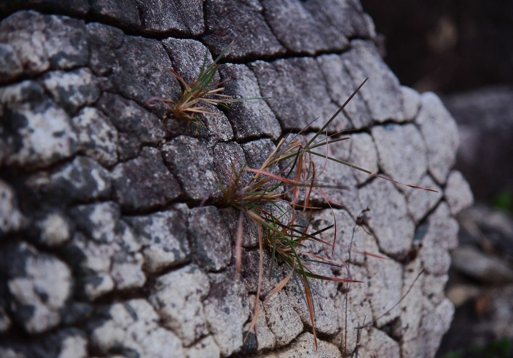 Imaggeo on Mondays: Rocks weather, soil takes form