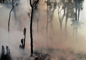Imaggeo on Mondays: Setting trees aflame to understand the carbon balance of fires